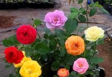 玫瑰花开花时间解析（观察、种植、护理、施肥，一起了解玫瑰花的开花奥秘）