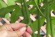 以小发才树怎么养？（掌握养护技巧，让小发才树健康茁壮）