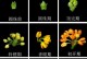 探秘桂花开花期（什么时候才是最美的桂花季？）