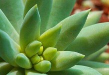 如何插种千佛手叶并促进其发芽？（掌握正确的插种方法，提高发芽率。千佛手叶、插种、发芽。）