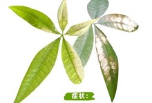 如何挽救发财掉叶子的植物？