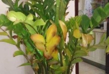 康乃馨叶子发黄原因及处理方法（为什么康乃馨会发黄？如何让康乃馨恢复健康？）