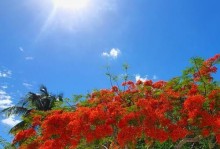 探秘桂林市花（桂林市花的种类及象征意义）