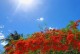 探秘桂林市花（桂林市花的种类及象征意义）