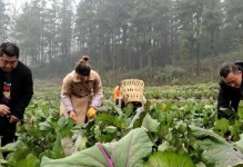 红菜苔种植全攻略（时间、方法、注意事项，一网打尽）