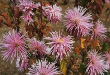 初冬时节种什么花合适？——探秘初冬适宜种植的花卉