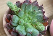 如何正确养护彩色石莲多肉（打造绚丽多彩的多肉花园）