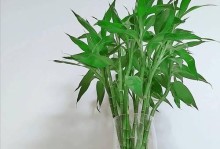 如何成功养殖富贵竹？（详细介绍富贵竹的生长环境和护理方法）