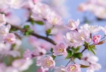 垂丝海棠扦插技巧（掌握正确方法，让垂丝海棠早日生根发芽）