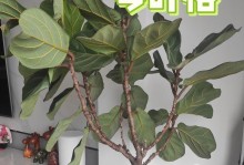 琴叶榕叶子处理方法（保养琴叶榕叶子的妙招）