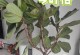 琴叶榕叶子处理方法（保养琴叶榕叶子的妙招）