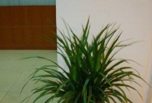 龙须树室内养护指南（适合家居环境的盆栽植物）