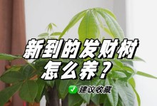 如何让发财树停止生长的秘密（控制发财树生长的关键技巧）