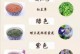 蝶豆花——一年生植物的美丽代表（了解蝶豆花的生长特点与魅力）
