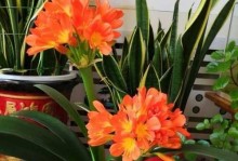 家门口的花园——打造美丽的居家环境（适合种植的花卉种类及养护技巧）