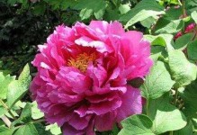 牡丹花期解析（探究牡丹花开放时间及生长特征）