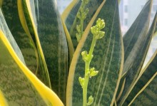 虎皮兰开花时间及养护方法（了解虎皮兰，让花期更长久！）