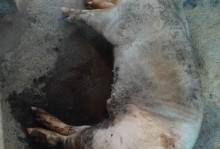 虎皮兰日灼病的治疗方法与预防措施（预防虎皮兰日灼病的关键步骤及有效的治疗方案）