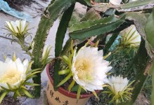 火龙果的开花次数（了解火龙果的生长习性，掌握开花技巧）