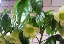 幸福树的茂盛之道——让幸福树长得更加繁茂（关注土壤、充足水源、合理修剪等关键，打造茂盛幸福树）