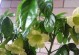 幸福树的茂盛之道——让幸福树长得更加繁茂（关注土壤、充足水源、合理修剪等关键，打造茂盛幸福树）