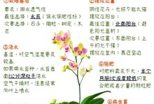 揭秘兰花品种的根部辨别之道（从根部来看，轻松识别兰花的品种）