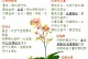 揭秘兰花品种的根部辨别之道（从根部来看，轻松识别兰花的品种）