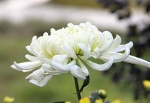 小菊花花语详解（小菊花寓意和象征意义探究）