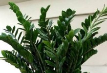 属蛇女旺财植物：15种植物帮你招财进宝