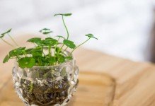 水栽植物——家居绿植的不二选择（打造室内绿色空间，让生活更加美好）