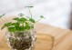 水栽植物——家居绿植的不二选择（打造室内绿色空间，让生活更加美好）