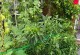 韭菜的浇水方法及周期（如何科学浇水，保证韭菜的生长和发育）
