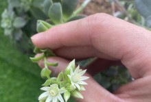 以艳日辉开花的破解之道（以阳光为钥，花朵绽放的秘密揭示）