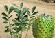 荔枝的生物分类学特征剖析（单子叶植物中的荔枝，你了解吗？）