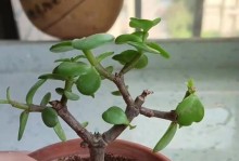 打造金枝玉叶老桩——教你成功养成（金枝玉叶老桩的养护技巧、造型方法、关键步骤等细节详解）
