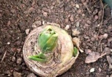 风信子花谢后的养护方法（花谢后如何处理，让风信子再次开花？）