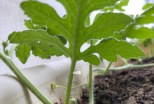 费菜开花的神奇之处（费菜开花样子如何、开花周期、开花需求等详解）