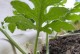 费菜开花的神奇之处（费菜开花样子如何、开花周期、开花需求等详解）