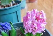 如何种植风信子（栽种时间、方法与技巧）