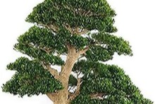 探秘黄金木的神奇之处（了解黄金木的生长环境、功效及文化背景）