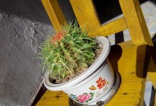 如何应对仙人球烂心问题（仙人球养护小技巧，让你的植物充满生机）