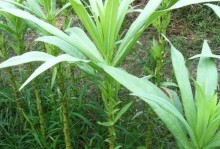 常见被子植物大全（了解植物的生命力，感受大自然的神奇）