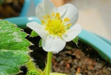 草莓开花的过程和特征（探索草莓的花期和花型）