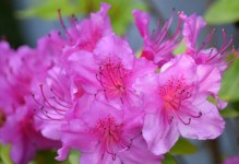 尊敬的花——赞美自然的生命之美（花开有声，自然之韵）