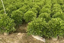 非洲茉莉（探秘非洲茉莉的抗冻机制，为什么它在寒冷的冬天仍能茂盛生长？）