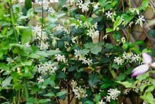 风车茉莉的生长习性与特点（多年生植物，适合阳光充足、排水良好的环境）