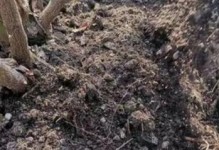 冬天东北月季花的盆栽换盆技巧（一步一步教你如何正确地给冬天东北月季花换盆）