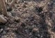冬天东北月季花的盆栽换盆技巧（一步一步教你如何正确地给冬天东北月季花换盆）