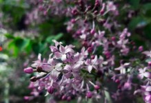 丁香花期及花语解析（春夏交替，缤纷丁香怒放；馥郁清香，传达深情之意）