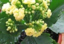 长寿花浇水要点剖析（浇透还是不浇透？如何控制浇水量？）